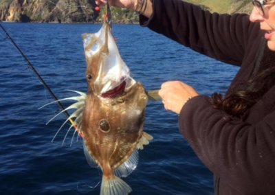 Doubtless Bay Charters - Fishing Charter Northland - John Dory fishing charter northland doubtless bay