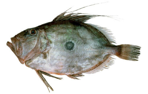 Doubtless Bay Charters - Fishing Charter Northland - John Dory