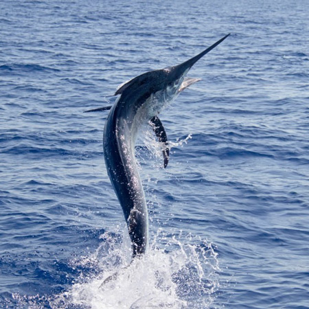Doubtless Bay Charters - Fishing Charter Northland - Game Fishing